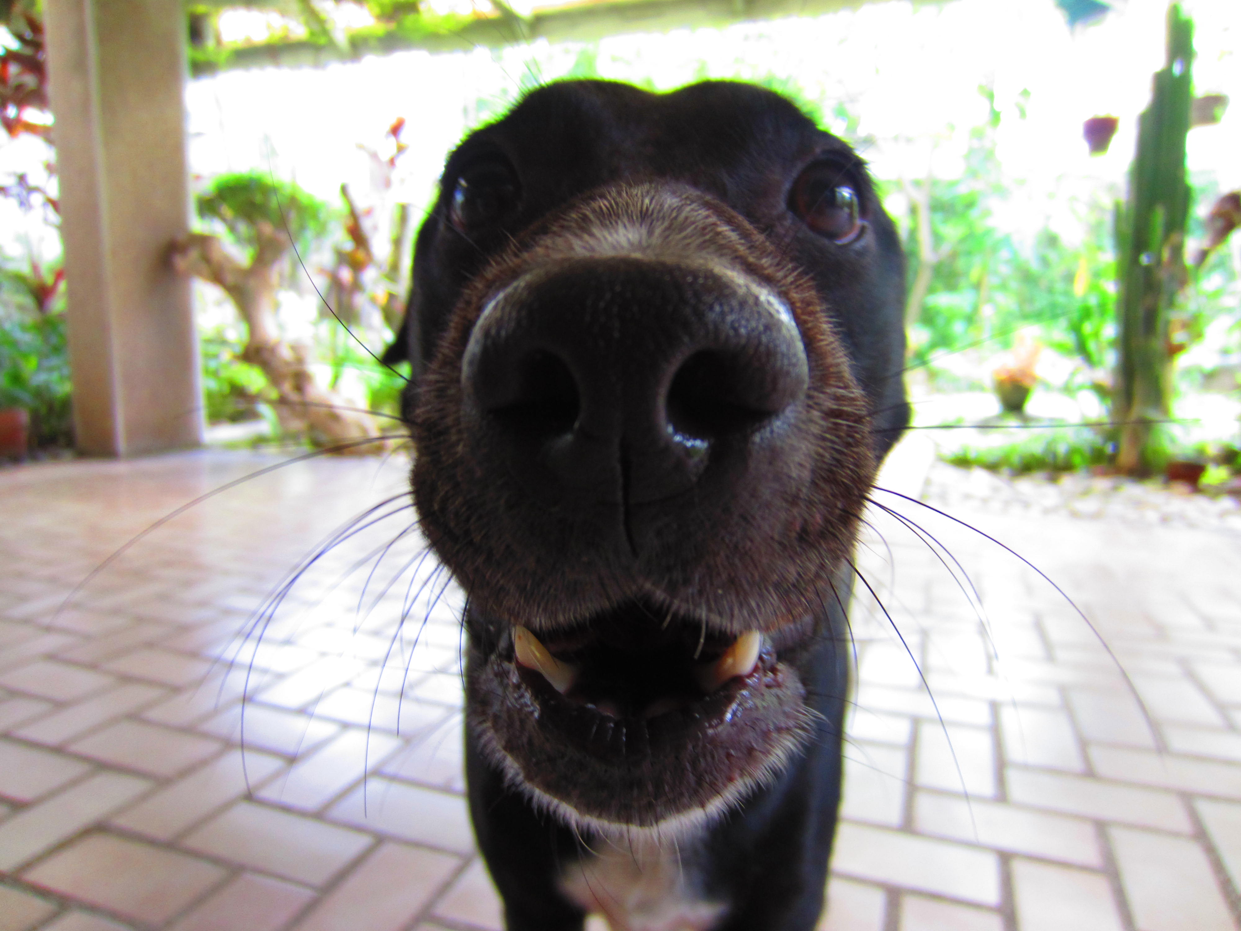 Dog